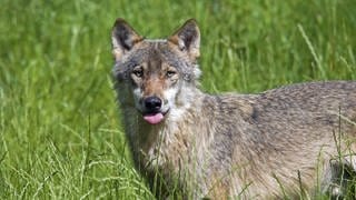 Einsamer grauer Wolf auf einer Wiese. Der Fund eines toten Tiers zwischen Merklingen und Machtolsheim im Alb-Donau-Kreist ist möglicherweise ein Wolf. 