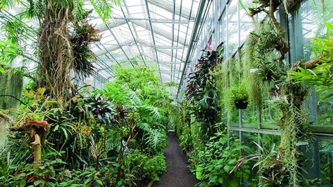 Gewächshaus im Botanischen Garten in Ulm. Neuer Leiter des botanischen Garten erzählt über seine Arbeit, über Talking Trees und den Klimawandel.