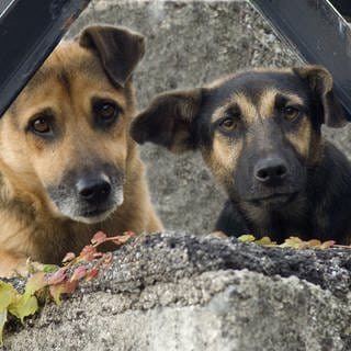 Zwei Straßenhunde. Weil ein Kleintransporter mit Hunden aus Rumänien in Ulm gestoppt wurde, erheben Tierschützer Vorwürfe gegen das Veterinäramt (Sujetbild).