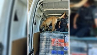 Tabakspürhund erschnüffelt 100.000 Schmuggelzigaretten in einem Transporter auf A8 bei Ulm. 