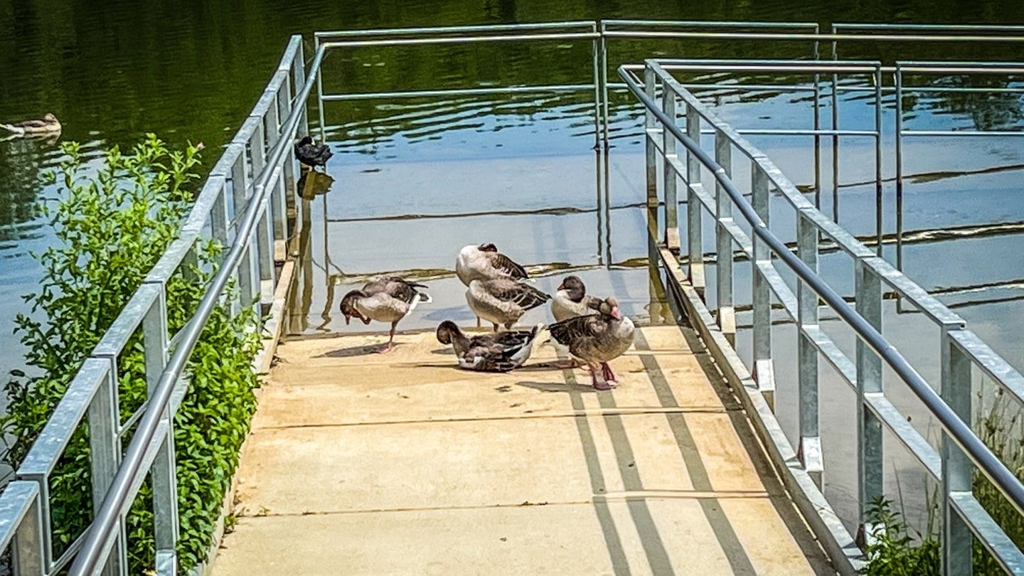 Gänse sitzen auf einem Steg ins Wasser. Der Kot der Gänse am Bucher Stausee wird immer mehr zum Problem.