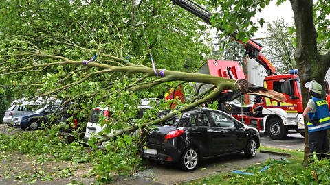 Bei einem Unwetter am Mittwoch in Neu-Ulm, Stadtteil Schwaighofen, wurden vier Autos unter einem umngetürzten Baum begraben. 