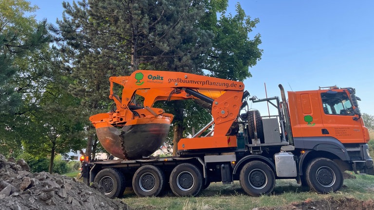 Eine spezielle Baggerschaufel hebt einen ausgegrabenen Baum auf die Ladefläche eines Transporters.  Der ausgegrabene Baum wird für den Transport nach Ulm-Söflingen fertig gemacht. 