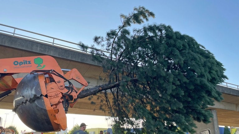 Ein Baum wird mit einer Spezialschaufel auf einen Bagger gehoben. Dann wird der Baum auf das Spezialfahrzeug gehoben...