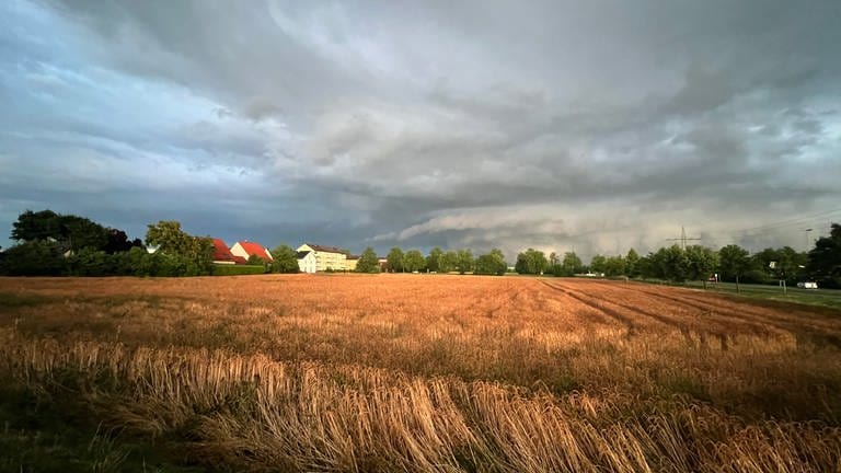 Sonne und abziehende Gewitterwolken über einem Kornfeld. Nach dem Unwetter mit Hagelschlag am Mittwochabend kam die Sonne wieder heraus und ließ ein Kornfeld zwischen Neu-Ulm Offenhausen und Pfuhl aufleuchten.