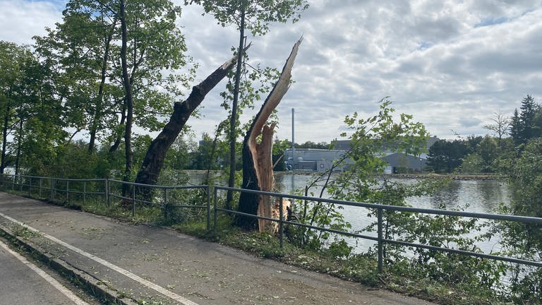 Sturmgeschädigte Bäume an einer Straße. Auch große, alte Bäume haben unter dem Unwetter gelitten, wie hier am Donauufer neben der Böfinger Halde in Ulm.