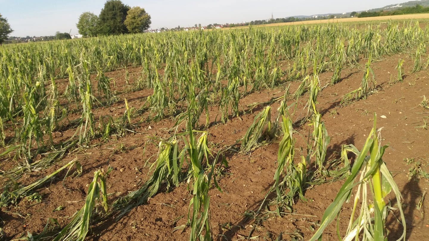 Ein Feld mit zerstörten Maispflanzen. Verwüstet durch Hagelschlag: Das Unwetter von Mittwochabend (12. Juli) hat vor allem im Kreis Ulm/Neu-Ulm großflächig Schäden angerichtet und ganze Maisfelder zerstört.