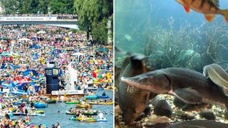 Tausende Menschen beim Nabada auf der Donau: Experten geben Entwarnung für das Wohlergehen der Fische, wenn sich am Schwörmontag wieder tausende Nabader die Donau runterstürzen. 