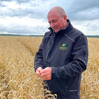 Ein Bauer steht in einem Getreidefeld und begutachtet die Getreideernte. Der Kreisbauernverband Ulm-Ehingen blickt auf eine eher schlechte Ernte 2023, vor allem die Wintergerste sei unterdurchschnittlich gewesen.