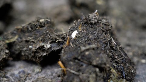 Nicht immer landet im Abfalleimer, was dort hineingehört. Gerade auch in die Biomülltonne werfen viele Bürger leider auch Plastik oder Glas. Die Stadt Neu-Ulm setzt auf eine  intelligente Müllabfuhr.