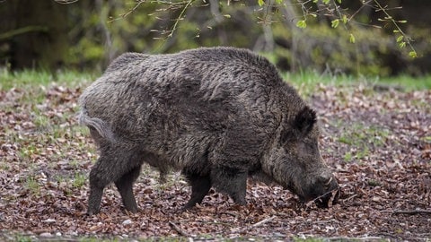 Ein Wildschwein auf Nahrungssuche. Das Fleisch von Wildschweinen kann noch mehr mit Cäsium belastet sein als Waldpilze. Die Schweine lieben den für Menschen ungenießbaren Hirschtrüffel, der widerum sehr viel Radioaktivität aufnehmen kann.