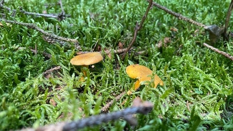 Ob ein Pilz giftig ist oder nicht, sieht man ihm an, wenn man entsprechende Pilzkenntnisse hat. Schwieriger wird es dem Pilz anzusehen, ob er mit Cäsium radioaktiv belastet ist. Die Strahlung lässt sich aber messen.