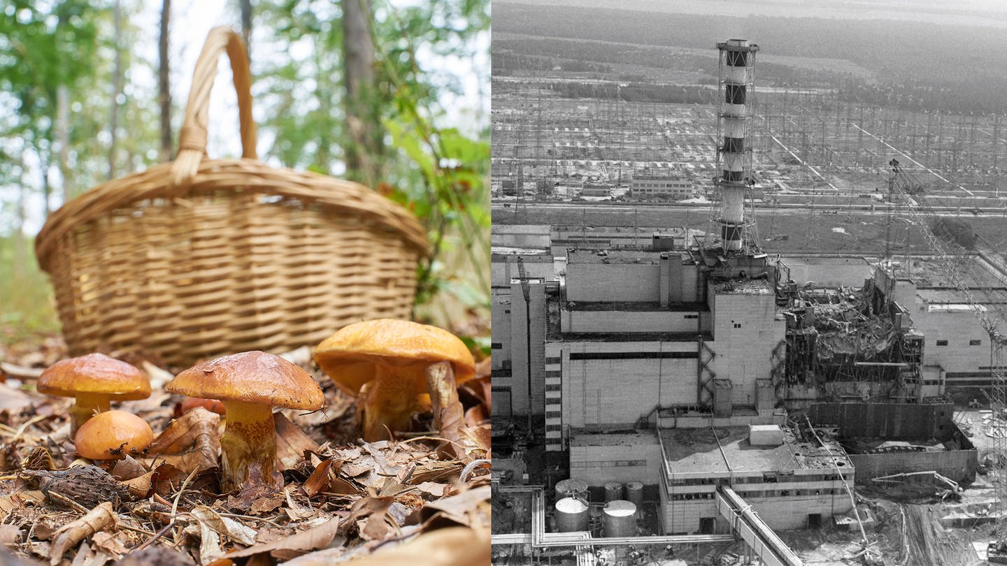 Waldpilze vor einem Korb und das Atomkraftwerk von Tschernobyl im Jahr 1986. Pilze aus dem Wald können auch 37 Jahre nach dem Reaktorunfall von Tschernobyl radioaktives Cäsium enthalten.