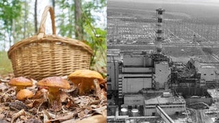 Waldpilze vor einem Korb und das Atomkraftwerk von Tschernobyl im Jahr 1986. Pilze aus dem Wald können auch 37 Jahre nach dem Reaktorunfall von Tschernobyl radioaktives Cäsium enthalten.