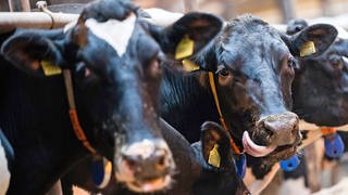 Ein Rind im Stall: Das Veterinäramt hat einem Landwirt aus Roggenburg-Meßhofen im Kreis Neu-Ulm ein Tierhalteverbot erteilt. Der Rinderhalter soll seit Jahren gegen den Tierschutz verstoßen haben (Sujetbild). 