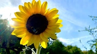 Die Sonne scheint, Sonnenblumen blühen - wie hier in einem Ulmer Garten - und auch Hummeln, Wildbienen und andere Insekten sind bei den warmen Temperatruren noch unterwegs.
