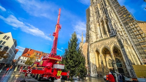 Seit Mittwoch steht der Weihnachtsbaum auf dem Münsterplatz in Ulm: Es ist eine 19 Meter hohe, etwa 40 Jahre alte Rotfichte aus einem Privatgarten in Gögglingen-Donaustetten.