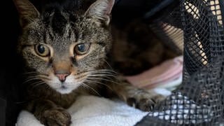 Eine Katze schaut in die Kamera. Die getigerte Katze Chira entwischte im Juli auf dem Weg in den Urlaub auf einem Autobahnrastplatz bei Heidenheim an der Brenz an der A7. Nun wurde sie auf einem Feld zehn Kilometer entfernt von der Autobahn wiedergefunden und ihren Besitzern aus Niedersachsen übergeben.