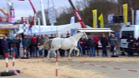 Die  Pferdeprämierung steht im Mittelpunkt des Kalten Marktes in Ellwangen - die Pferde werden bei der Vorführung kritisch von einer Jury beobachtet (Archivbild) 