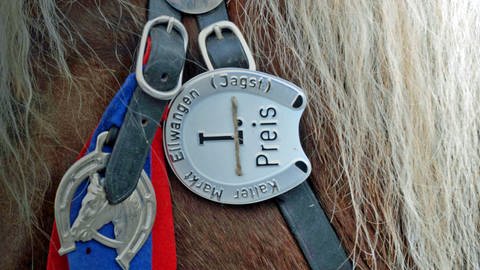 Eine Siegerplakette am Gespann eines Pferdes. Eine solche Plakette wünscht sich jeder Züchter für sein Pferd beim Kalten Markt in Ellwangen (Archivbild). 