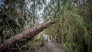 Ein großer Baum liegt in Folge eines Sturms quer über einem Waldweg: Die Auswirkungen des Klimawandels auf Wald und Bäume