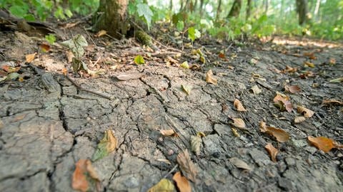 Vertrocknete Blätter liegen im Wald, Risse im Boden unter einem Baum kennzeichen eine lange Trockenheit durch den Klimawandel. Durch die große Vielfalt der Bäume und regelmäßige Niederschläge haben die Wälder im Ulmer Fostbezirk im vergangenen Jahr die Folgen des Klimawandels gut verkraftet (Symbolbild).