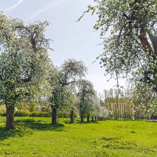 Reihe mit blühenden Apfelbäumen. Frühere Blüte wegen milder Temperaturen: Von der Ostalb bis zum Bodensee herrscht Sorge um die Obstbäume (Symboldbild).