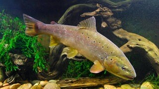 Die typisch roten Punkte zeichnen Bachforellen aus - sie war früher in Donau, Blau und Iller heimisch. 