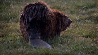 Erstmals hat das Umweltministerium das Töten von Bibern genehmigt. Im Alb-Donau-Kreis gab es Probleme mit zwei Tieren (Symbolfoto Biber).