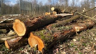 Rund um den Sportplatz in Dietenheim liegen Bäume flach - ein illegale Rodungsaktion