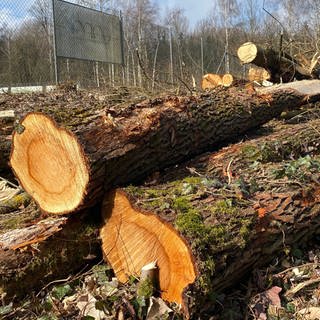 Rund um den Sportplatz in Dietenheim liegen Bäume flach - ein illegale Rodungsaktion