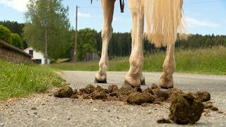 Pferdeäpfel hinter einem Pferd - der Grund, warum die Polizeiverordnung in Aalen neu angepasst und im gleichen Zug die Weidehaltung unmöglich gemacht wurde.