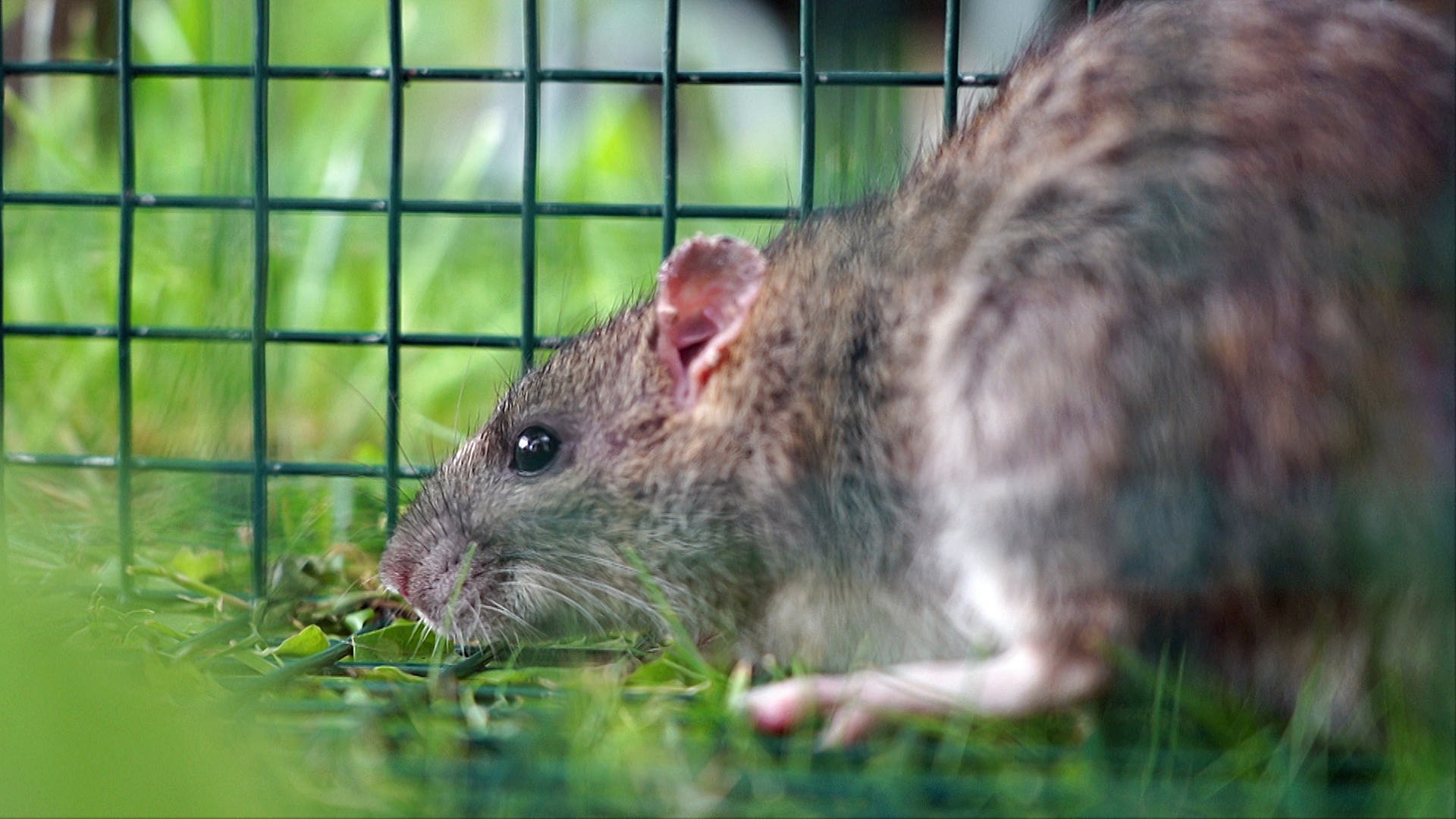 Anwohner in Elchingen leiden unter Rattenplage