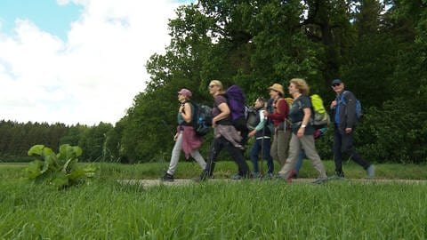 Schnupperpilgern auf dem Jakobsweg: Sieben Pilger wandern aus dem Wald hinaus.