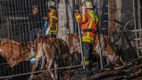 Großbrand auf einem Bauernhof bei Aalen, etwa 40 Rinder wurden getötet.