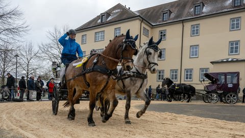 Ein Gespann mit zwei Pferden im vollen Gallopp. Am Montagmorgen wurden Pferde und Gespanne beim Kalten Markt in Ellwangen prämiert. 