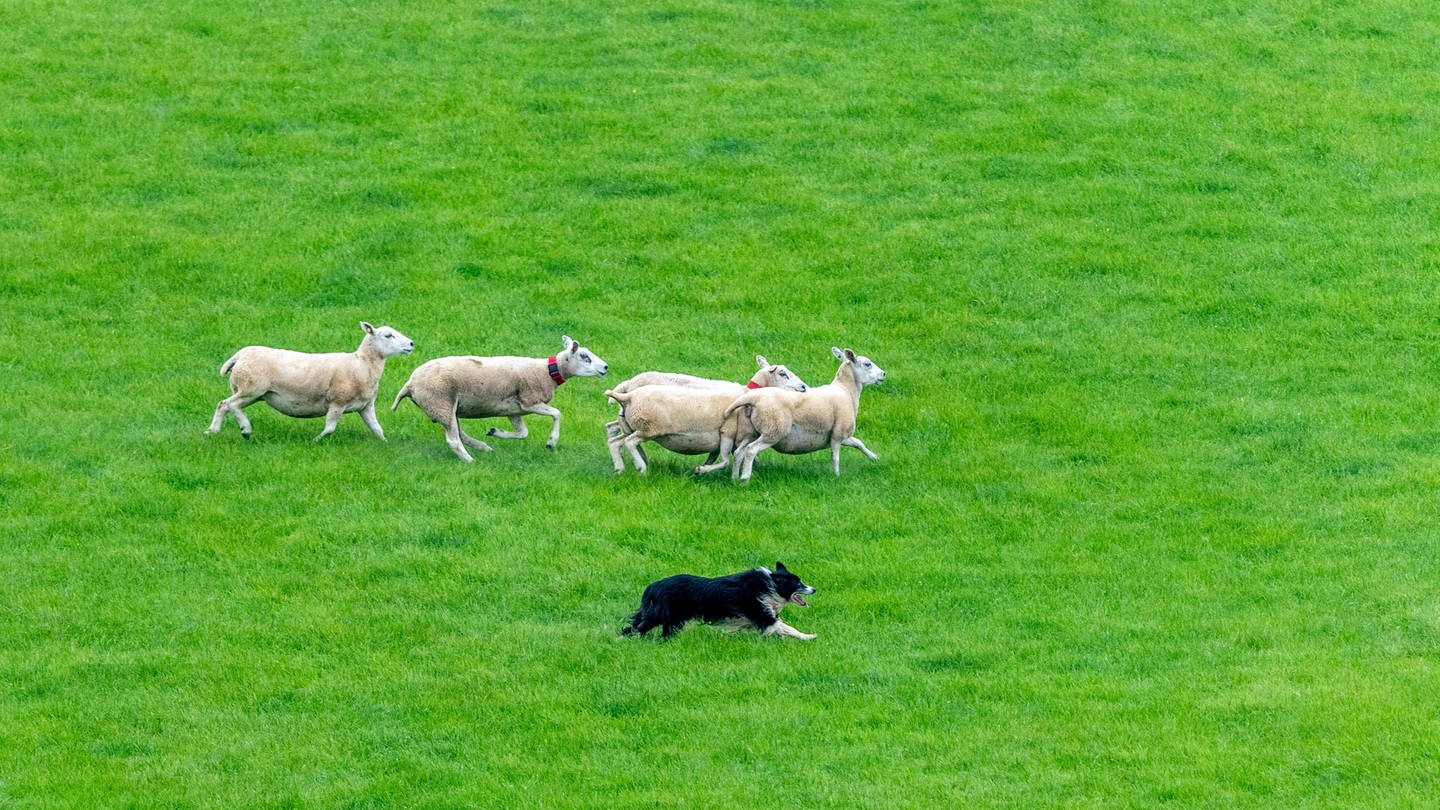 Hund rennt neben einer Schafherde her. Bei einem der drei angeblichen Wolfsangriffe auf Schafe bei Ehingen am Ries (Landkreis Donau-Ries) war kein Wolf dafür verantwortlich, sondern ein Hund. (Symbolbild)