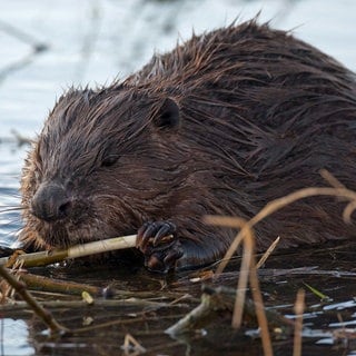 Am Ufer einer überschwemmten Wiese frisst ein Biber die Rinde von Weidenästen