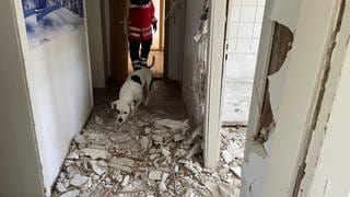 Ein Hund geht einer Frau in DRK-Uniform voran in ein Abrisshaus. DRK-Rettungshunde wie Nala, hier im Bild, werden darauf trainiert, vermisste Personen aufzuspüren. Nala trainiert in dem Abrisshaus in Ulm und schnüffelt nach Hinweisen unter den Trümmern. 