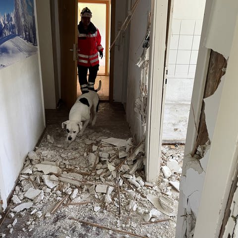 Ein Hund geht einer Frau in DRK-Uniform voran in ein Abrisshaus. DRK-Rettungshunde wie Nala, hier im Bild, werden darauf trainiert, vermisste Personen aufzuspüren. Nala trainiert in dem Abrisshaus in Ulm und schnüffelt nach Hinweisen unter den Trümmern. 