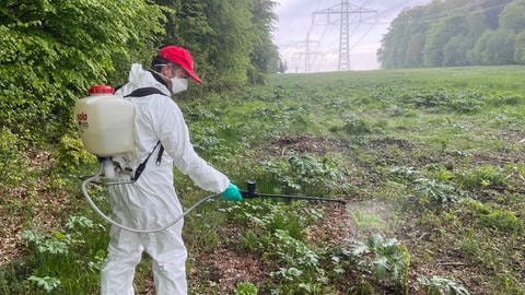 Die Pflanze Riesenbärenklau ist giftig und schädlich für den Menschen. Mit weißem Schutzanzug, Gummistiefeln und Atemmaske versucht der Förster mit einer Rückenspritze das Gift an schwer zugänglich Stellen zu verteilen. 