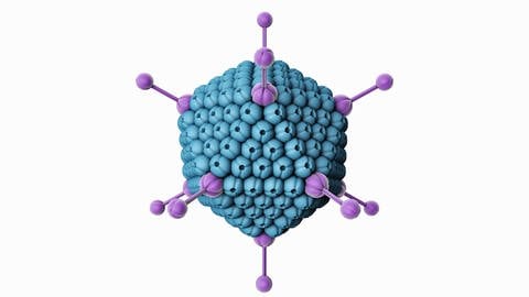 Grafik-Darstellung des Adenovirus