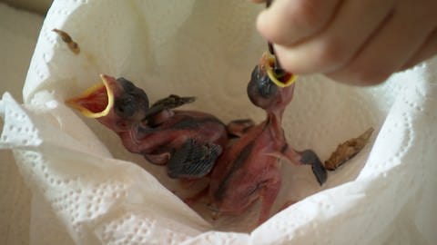 Zwei fast nackte Vogelküken werden mit der Pinzette gefüttert - im Wohnzimmer der Wengerts in Göggingen, Ostalbkreis