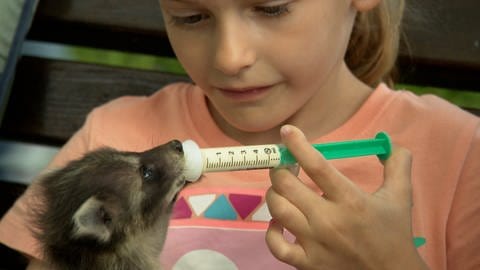 Die 6 Jahre alte Anna fütter Waschbbärbaby mit der Spritze in der Auffangstation für Wildtiere 
