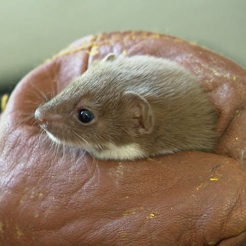 Winziges Mauswiesel beim Aufpäppeln in Göggingen auf der Ostalb