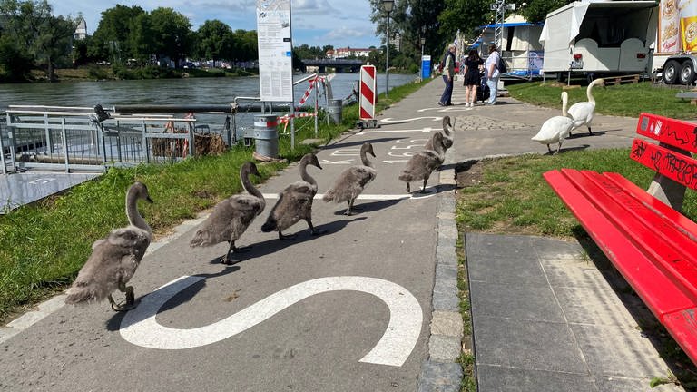 Einen Schwanenpaar mit vier Jungen auf einem Weg an der Donau in Ulm.  Da schauen wir doch schnell mal nach" - Familie Schwan kann's offensichtlich gar nicht erwarten, bis das Donaufest endlich losgeht (5.7.).