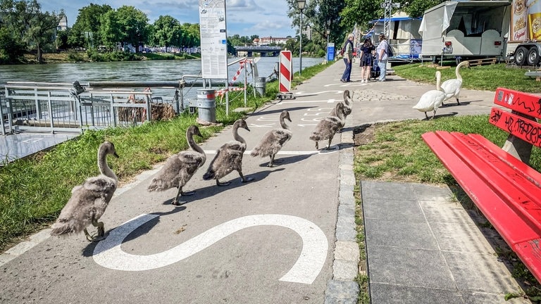 Eine Schwabenfamilie am Donauufer - Eindrücke vom Donaufest 2024