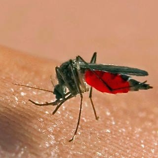 Gemeine Stechmücke, die Blut auf einer Hand saugt. (Archivbild) Wo Schwalben sind gibt es weniger Mücken, deshalb sollen Nisthilfen für Schwalben geschaffen werden. 