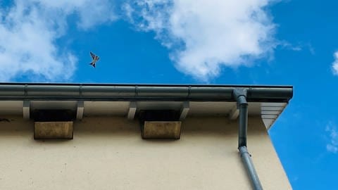 Eine Schwalbe über einem Hausdach in der Stadt Ulm, sie hilft als natürlicher Fressfreind im Kampf gegen Mücken und Schnaken.