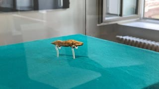 Der "Fund des Jahres" des Urgeschichtlichen Museums Blaubeuren: Ein kleiner Otter aus Mammutelfenbein.